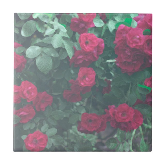 Pale Green Red Roses Flowers Drawing Ceramic Tile (Front)