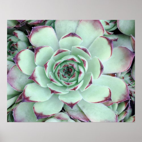 Pale Green with Purple Succulent Close_Up Photo Poster