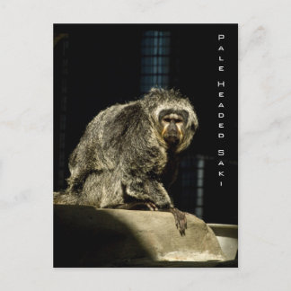 Pale Headed Saki Postcard