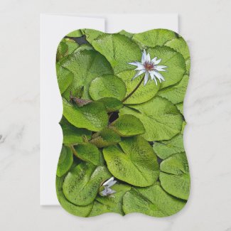 PALE=LAVENDER LOTUS BLOSSOM AND LILY PADS