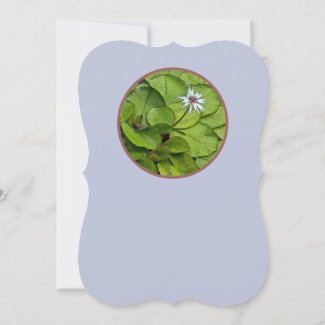 PALE=LAVENDER LOTUS BLOSSOM AND LILY PADS