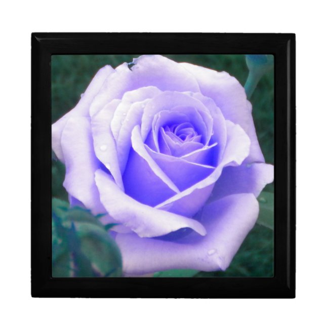 Pale Lavender Rose Gift Box (Front)