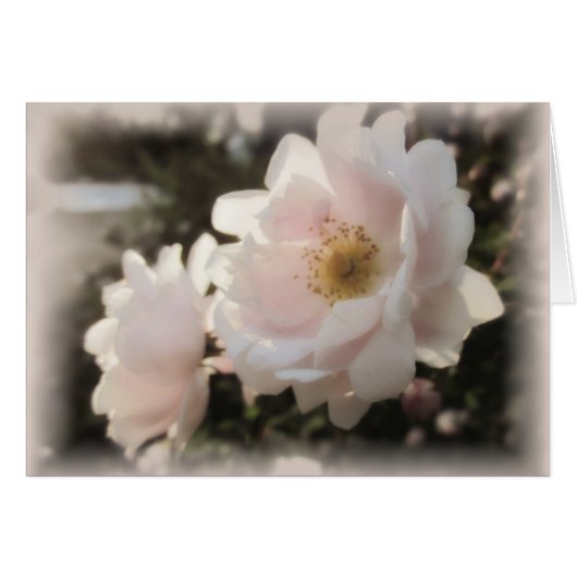 Pale Old Fashioned Roses Cards (Front Horizontal)