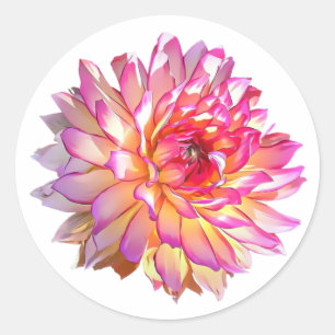 Pale Ombre Orange Pink Giant Dahlia Flower Classic Round Sticker