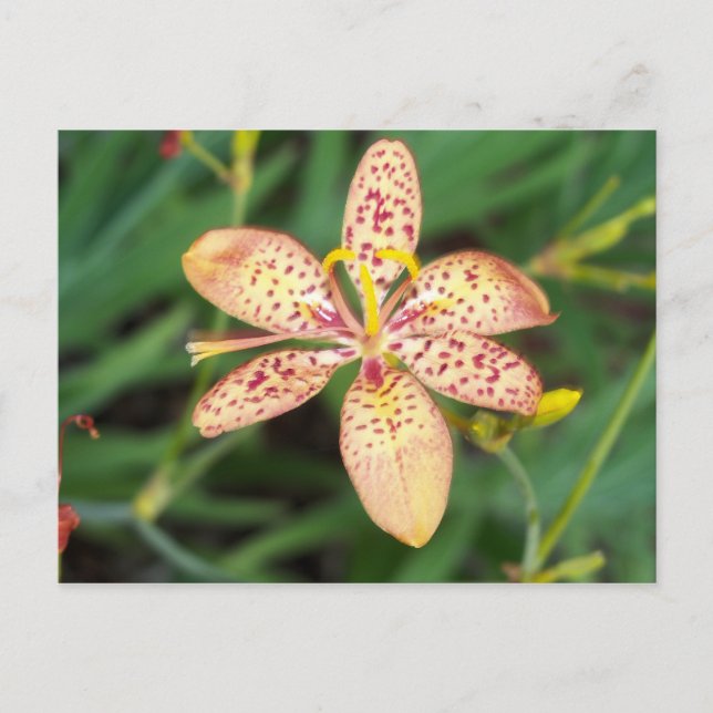 Pale orange spotted Blackberry lily Postcard (Front)