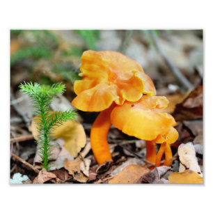 Pale Orange Wild Mushrooms 10x8 Nature  Photo Print