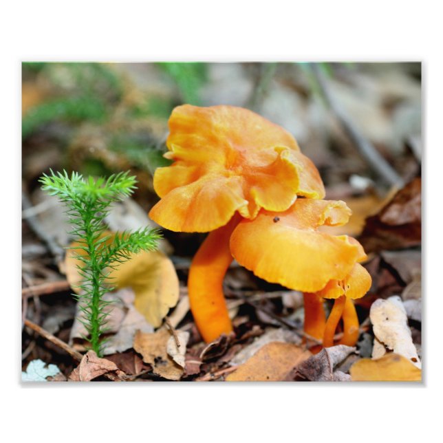 Pale Orange Wild Mushrooms 10x8 Nature  Photo Print (Front)