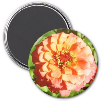 Pale Orange Zinnia Magnet by FloralZoom at Zazzle