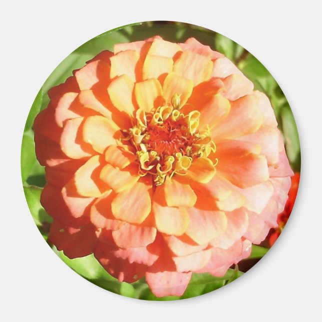 Pale Orange Zinnia Magnet (Front)