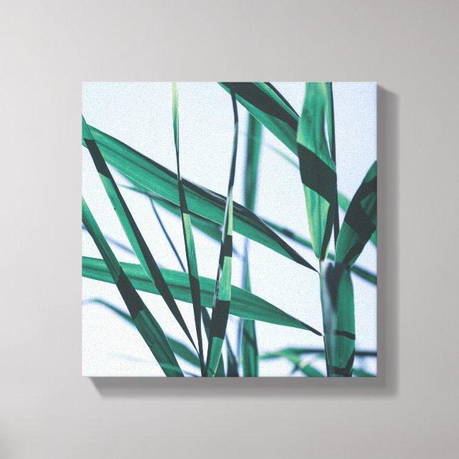 Pale Pastel Green Grass Reeds Canvas Print (Front)