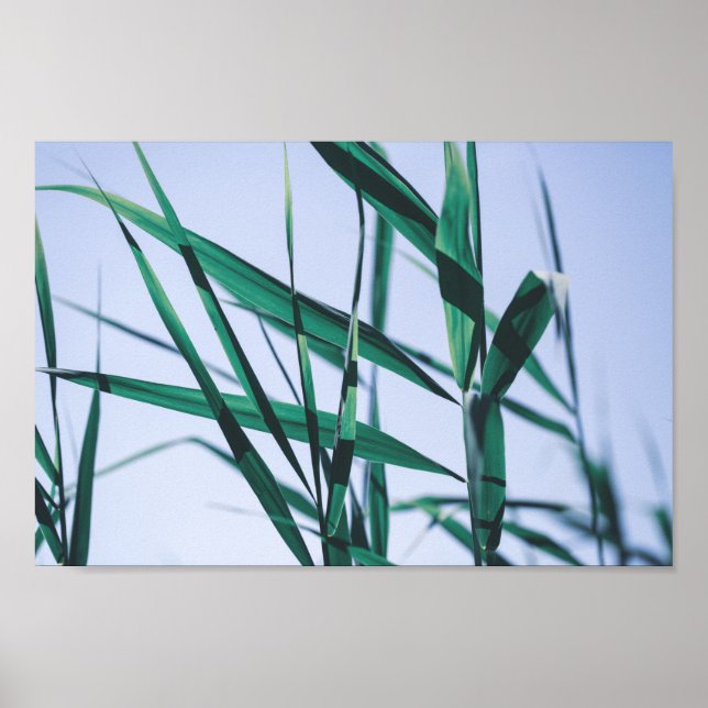Pale Pastel Green Grass Reeds Poster (Front)
