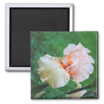 Pale Peach Iris Magnet by AllyJCat at Zazzle