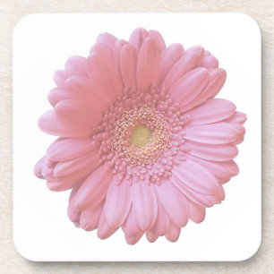 Pale pink gerbera daisy beverage coaster