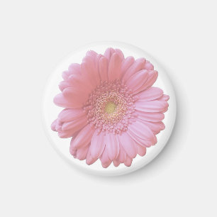 Pale pink gerbera daisy magnet