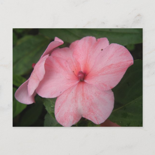 Pale Pink Impatiens Flower Postcard (Front)