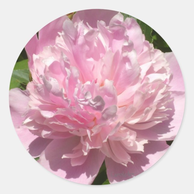 Pale Pink Peony Classic Round Sticker (Front)