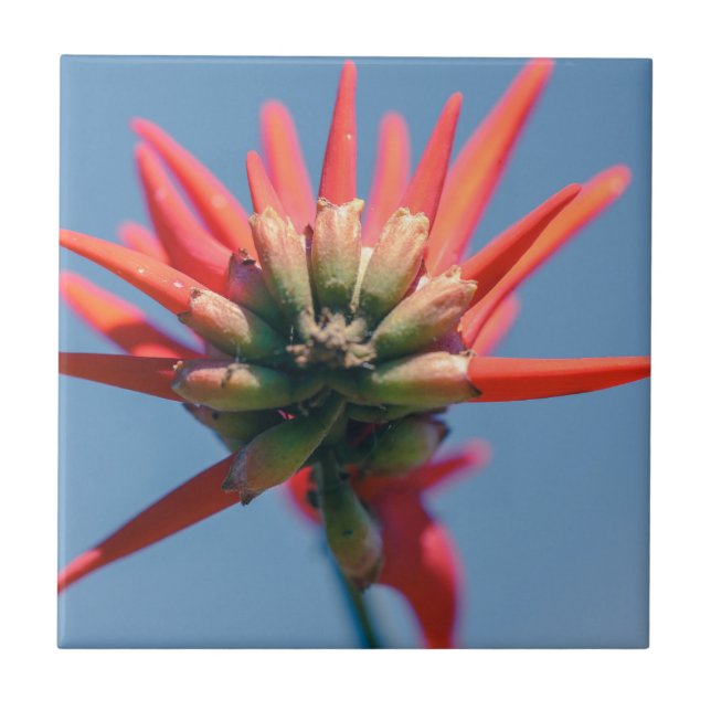 Pale Pink Red Erythrina Flower Ceramic Tile (Front)