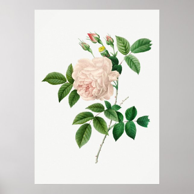 Pale Pink Rose Botanical Illustration (No Text) Poster (Front)