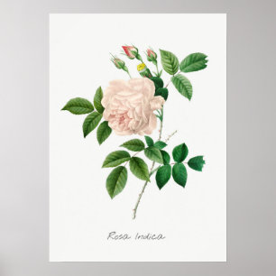 Pale Pink Rose Botanical Illustration Poster