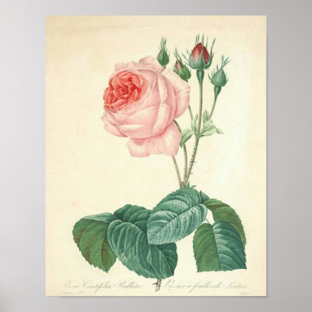 Pale Pink Rose by Redoute Poster (Front)