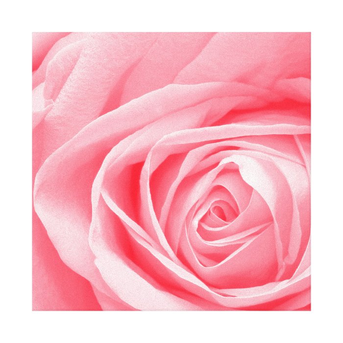 Pale pink rose close up gallery wrapped canvas