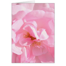 pale pink rose petals