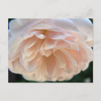 Pale Pink Rose Postcard