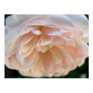 Pale Pink Rose Postcard