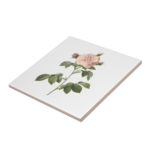 pale pink rose (Rosa alba regalis) by Redouté Ceramic Tile (Side)