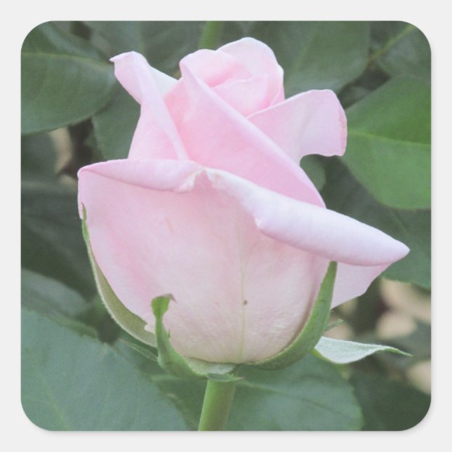 Pale Pink Rose Square Sticker (Front)