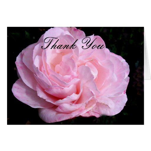 Pale Pink Rose Thank You Note Card | Zazzle