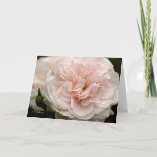 Pale pink rose with raindrops card