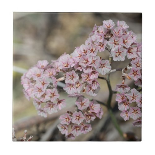 Pale Pink Sea Lavender Papierblom Flowers Floral Ceramic Tile