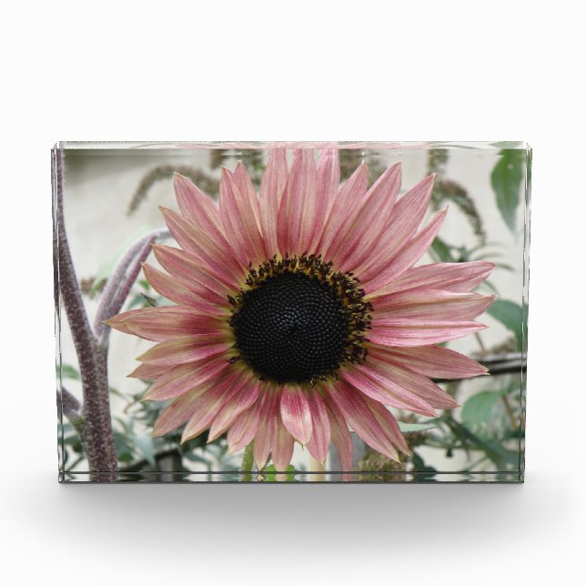 Pale Pink Sunflower Acrylic Award (Front)