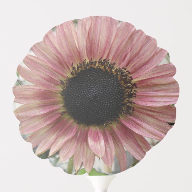 Pale Pink Sunflower Balloon (Front)