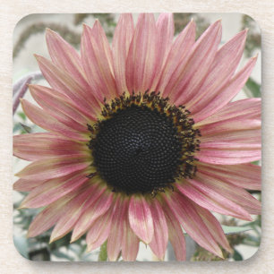Pale Pink Sunflower Beverage Coaster