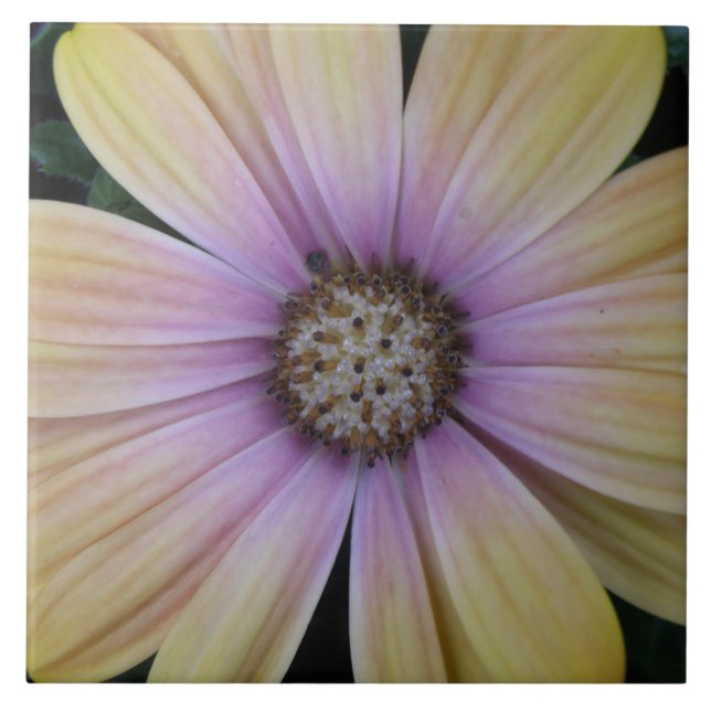 Pale Pink Sunflower Ceramic Tile (Front)