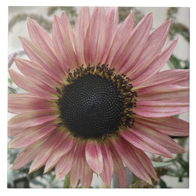 Pale Pink Sunflower Ceramic Tile (Front)