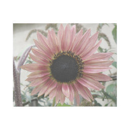 Pale Pink Sunflower Gallery Wrap