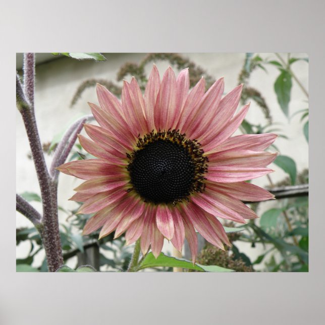 Pale Pink Sunflower Poster (Front)