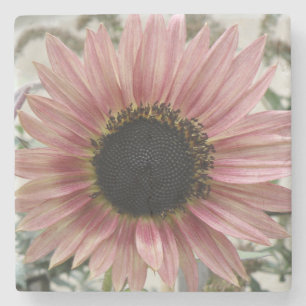 Pale Pink Sunflower Stone Coaster