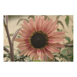 Pale Pink Sunflower Wood Wall Art