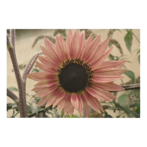 Pale Pink Sunflower Wood Wall Art