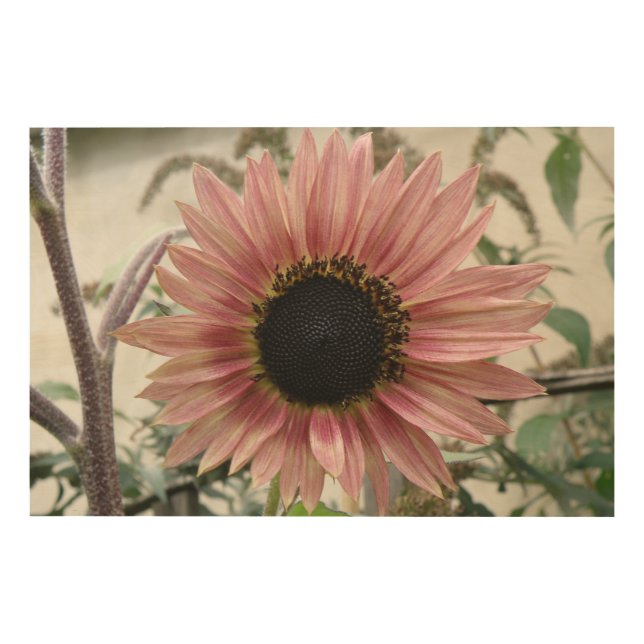 Pale Pink Sunflower Wood Wall Art (Front)