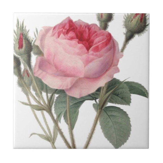 Pale pink vintage roses painting tile (Front)
