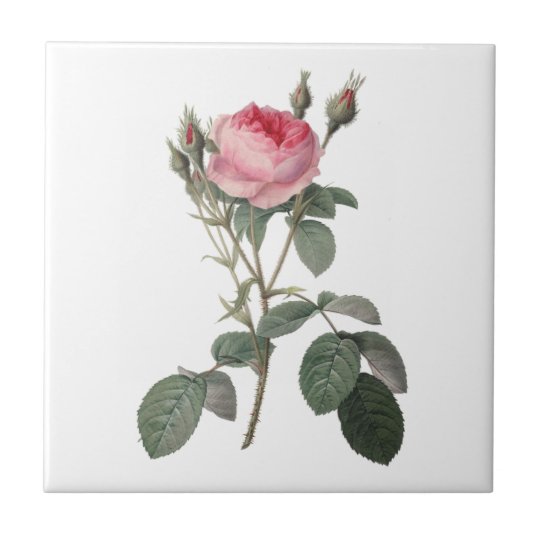 Pale Pink Vintage Roses Painting Tile Zazzle Com