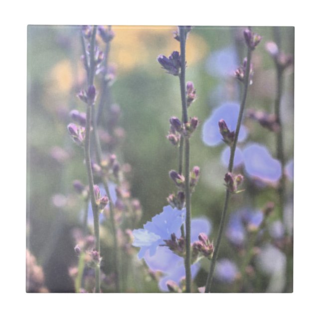 Pale Purple Blue Chicory Plant Flowers Ceramic Tile (Front)
