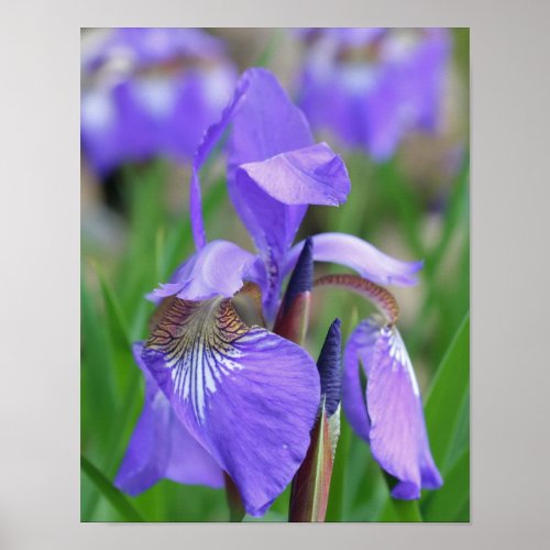 Pale Purple Blue Flag Iris Flower Poster
