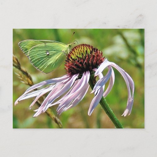 Pale Purple Coneflower Postcard