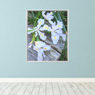 Pale Purple Iris Flowers Canvas Print